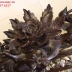 Cuốn thư Đức Lưu Quang - Hàng Đẹp -  Đắt Tiền . 