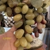 Cây Nho Bằng Ngọc Cổ
